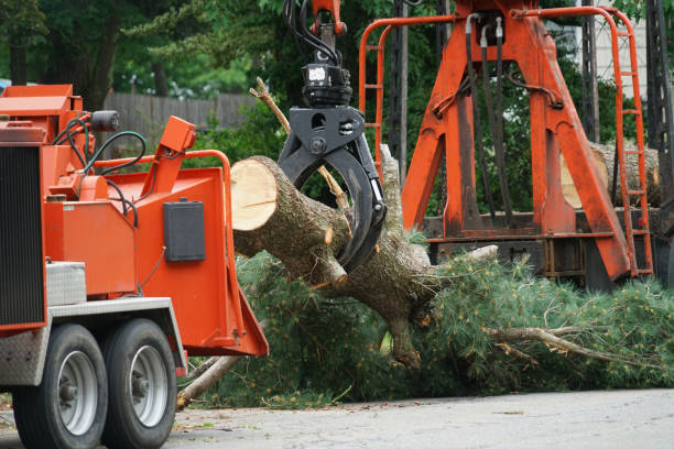 Best Professional Tree Care  in USA